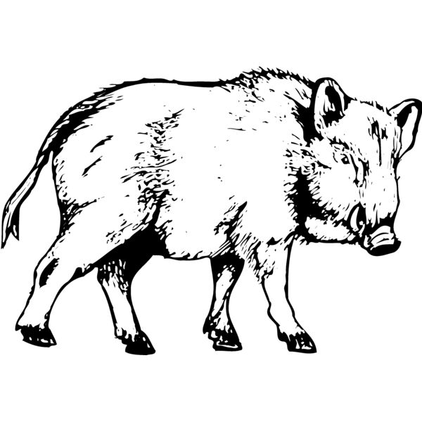 BOAR0003 Vignette