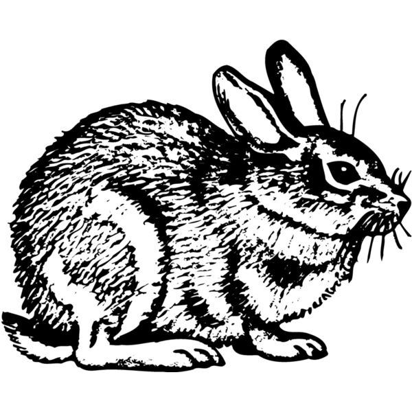 RABB002 Vignette