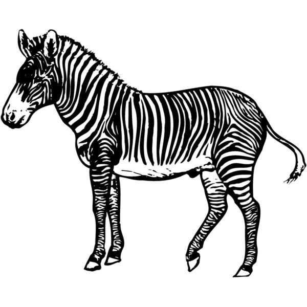 ZEBRA003 Vignette